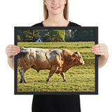 Tableau Taureau Blanc Bodybuildé