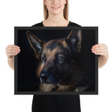 Tableau Photo Berger Allemand