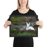 Tableau Animaux Lapin aux Grandes Oreilles