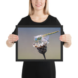 Tableau Animaux nsecte sur une Fleur