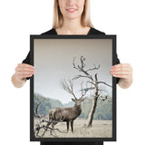 Tableau Caribou Adulte