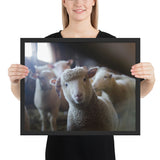 Tableau de Mouton Mignon et bébé