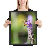 Tableau Abeille Zoom