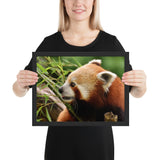 Tableau Déco Panda Roux Bébé