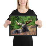 Tableau Animaux Elan