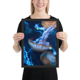 Tableau Animaux Méduse Superbe