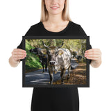 Tableau Taureau en Famille