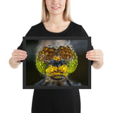 Tableau Animaux Libellule Zoomée