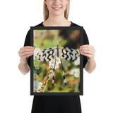 Tableau Animaux Moderne Papillon Blanc