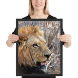 Tableau Tête de Lion Sauvage