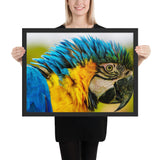 Tableau avec Perroquet Colorés (Bleu)