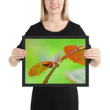 Tableau Animaux Coccinelle (L'Accouplement)