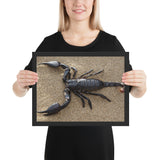 Tableau Scorpion Noir Royal