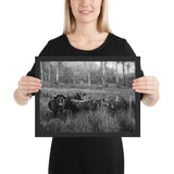 Tableau Animaux Taureau Noir et Blanc