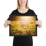 Tableau de Mouton petite brebis