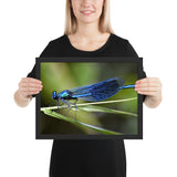 Tableau Animaux Libellule Bleue