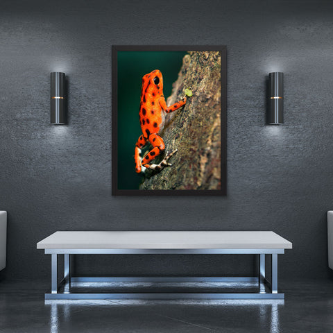 Tableau Grenouille A Taches Noires