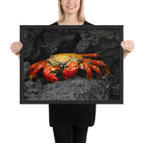 Tableau Crabe aux Couleurs Orangés