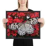 Tableau Insecte Papillon Blanc et Noir