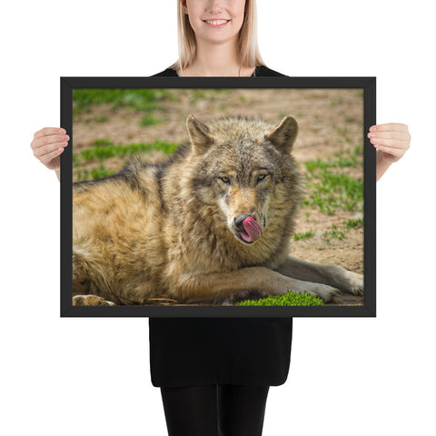 Tableau Loup grand format