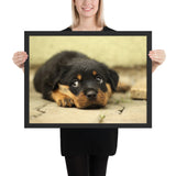 Tableau Rottweiler Chiot Timide