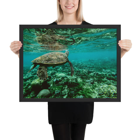 Tableau Tortue de Mer 