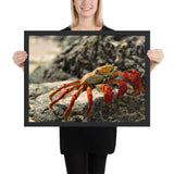 Tableau  Crabe Rouge
