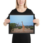 Tableau Animaux Africain Girafe Dans la Savane