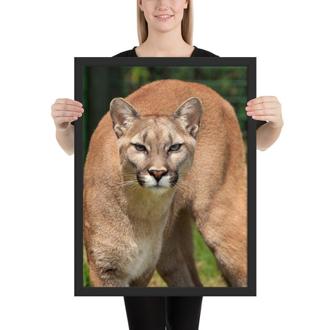 Tableau Animaux Puma