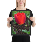 Tableau Design Tulipe Rouge