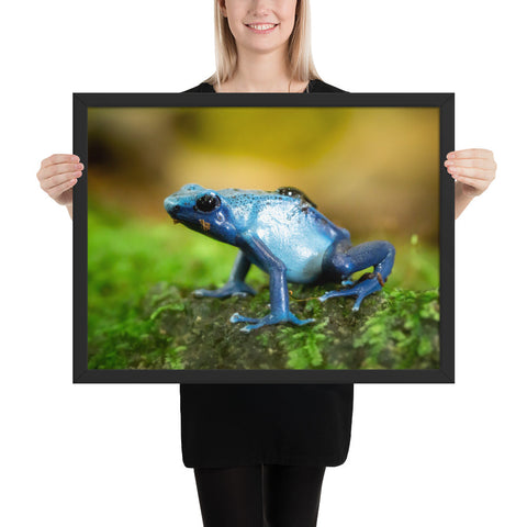 Tableau Grenouille Bleu