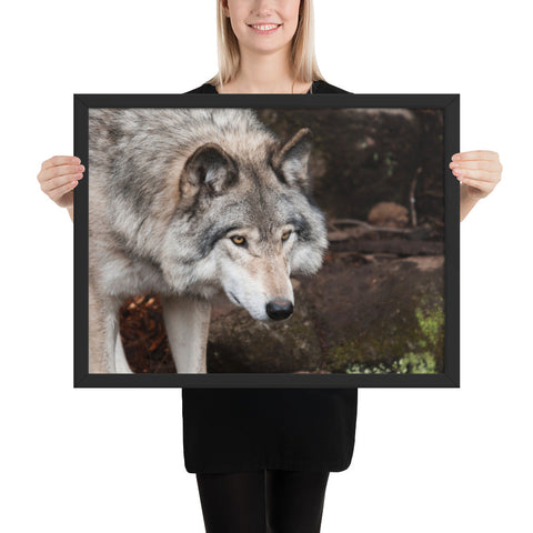 Tableau  Loup Portrait et Focus