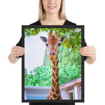 Tableau de Girafe Pelage Marbré en Zoom