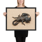 Tableau Scorpion Noir Costaud