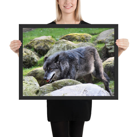 Tableau Loup Noir Chassant