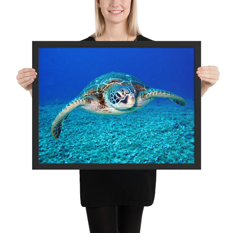 Tableau Tortue Moderne