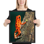 Tableau Grenouille Déco