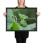 Tableau tropical le cameleon vert