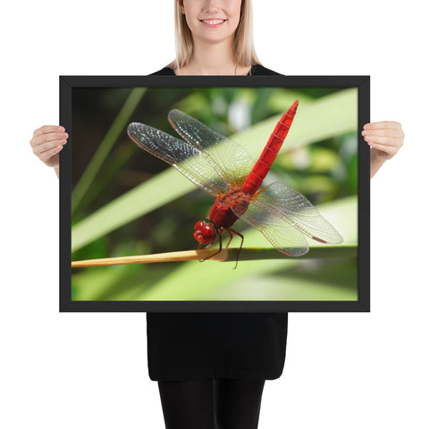 Tableau Libellule Rouge Aux Ailes Transparentes