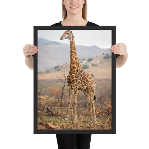 Tableau de Girafe Animaux