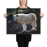 Tableau Loup Blanc (Animaux)