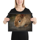 Tableau Animaux Lapin