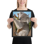 Tableau Animaux Koala le Petit Marsupial