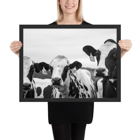 Tableau avec Vaches Noir et Blanc Photo