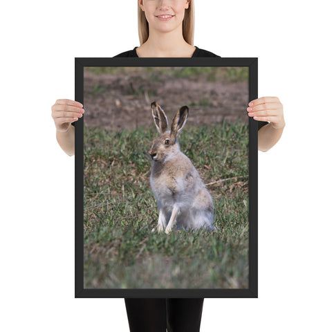 Tableau Lapin de Garenne Sauvage