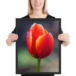 Tableau Fleur Tulipe Rouge grand format