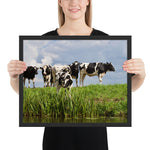 Tableau avec des Vaches Normandes dans la Prairie