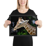 Tableau Animaux Girafe Bébé