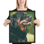 Tableau Animaux Rottweiler Adulte