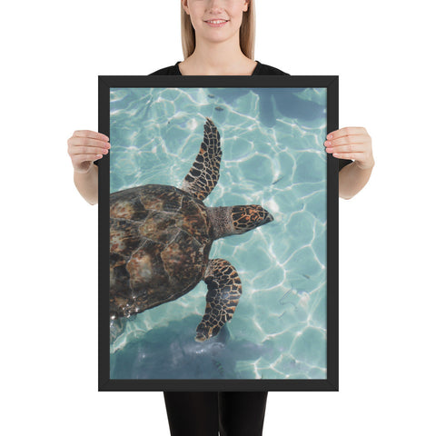 Tableau  Tortue de L'eau